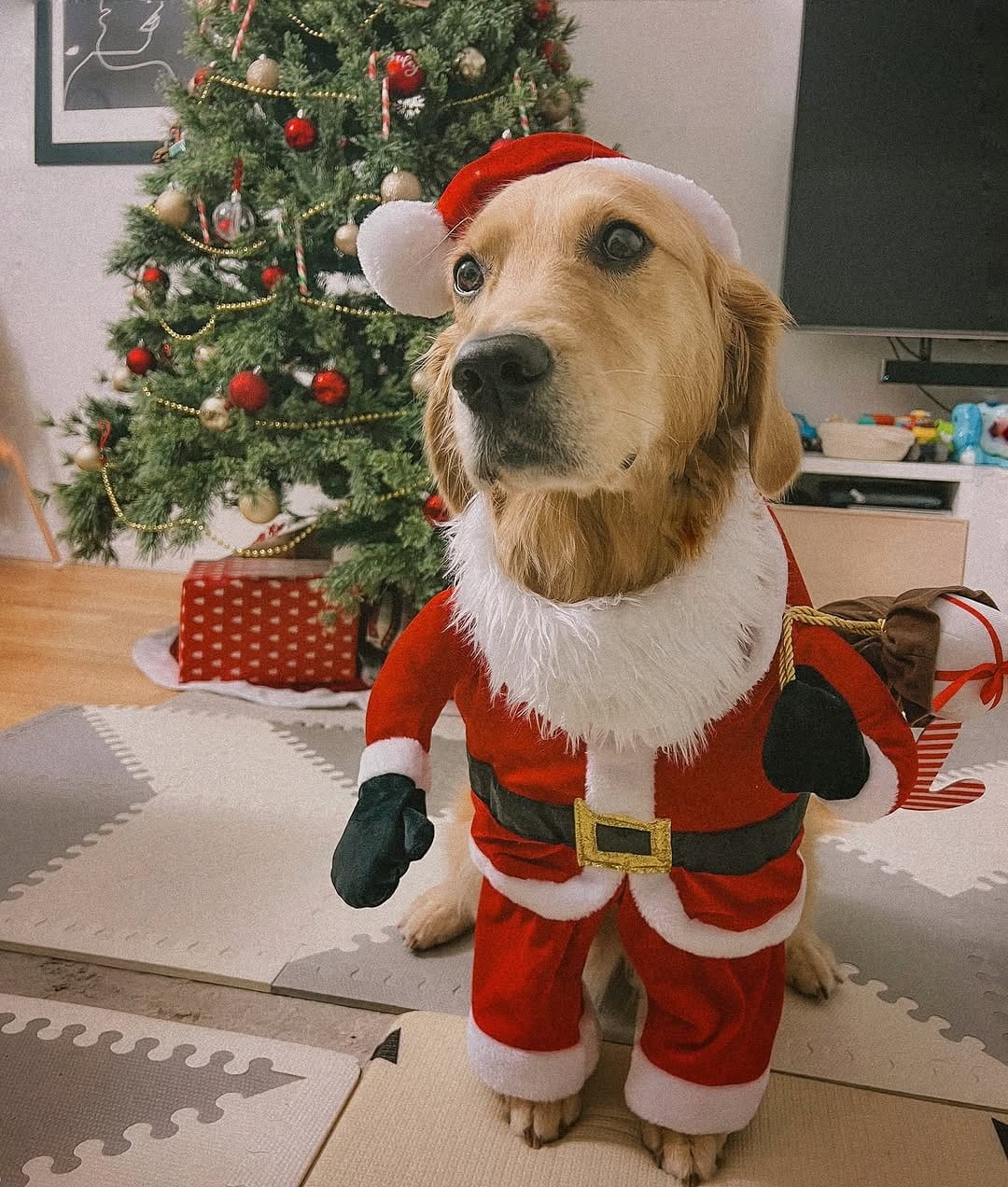 Post 6 by Bailey the Happy Goldie on Instagram (image)