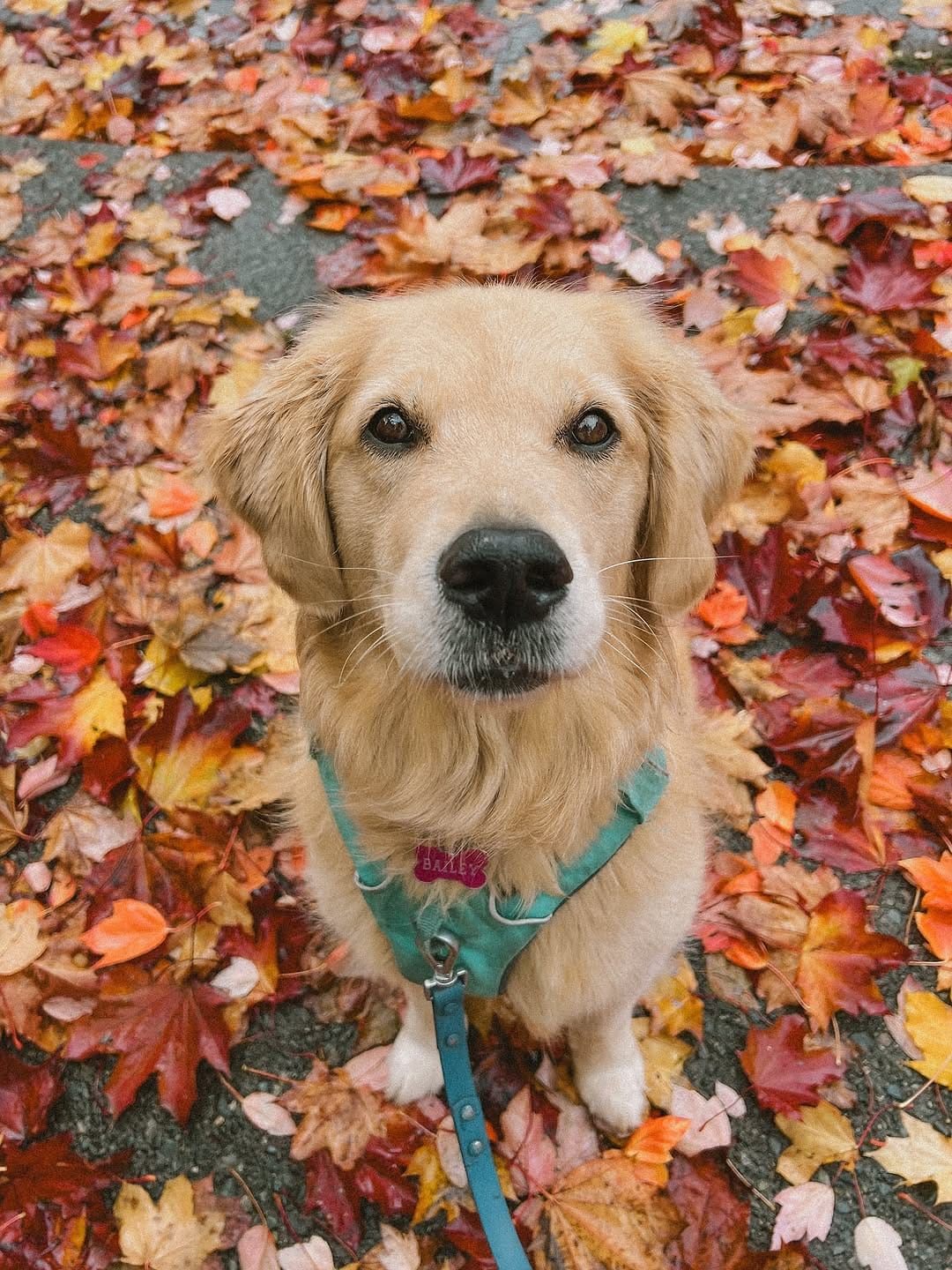 Post 3 by Bailey the Happy Goldie on Instagram (image)