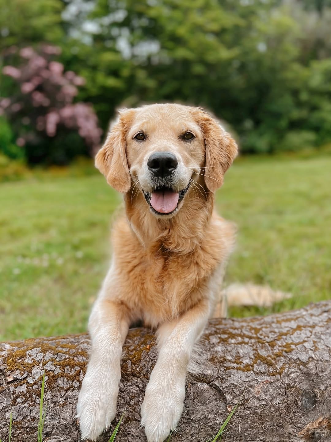 Post 4 by Bailey the Happy Goldie on Instagram (image)