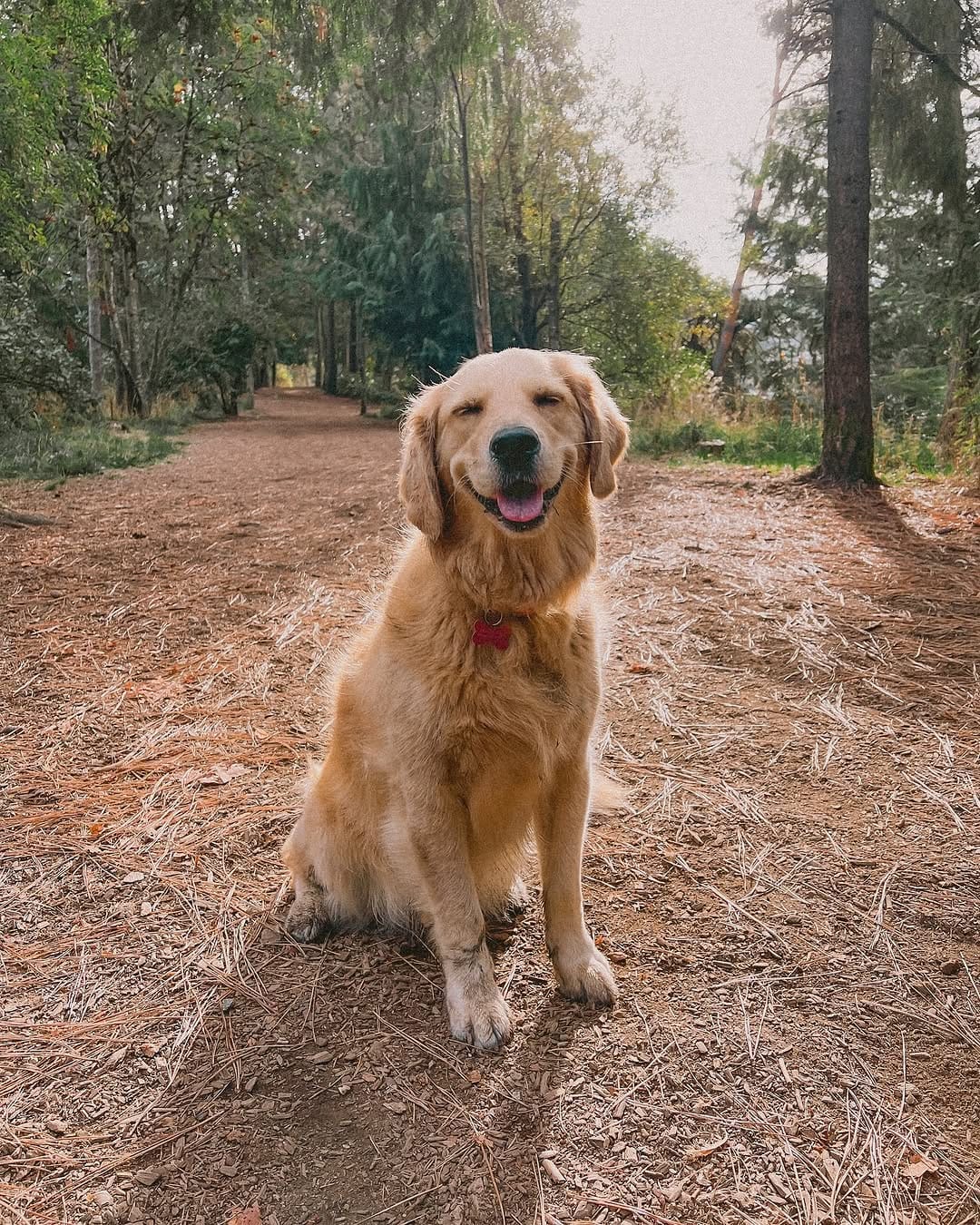 Post 7 by Bailey the Happy Goldie on Instagram (carousel)