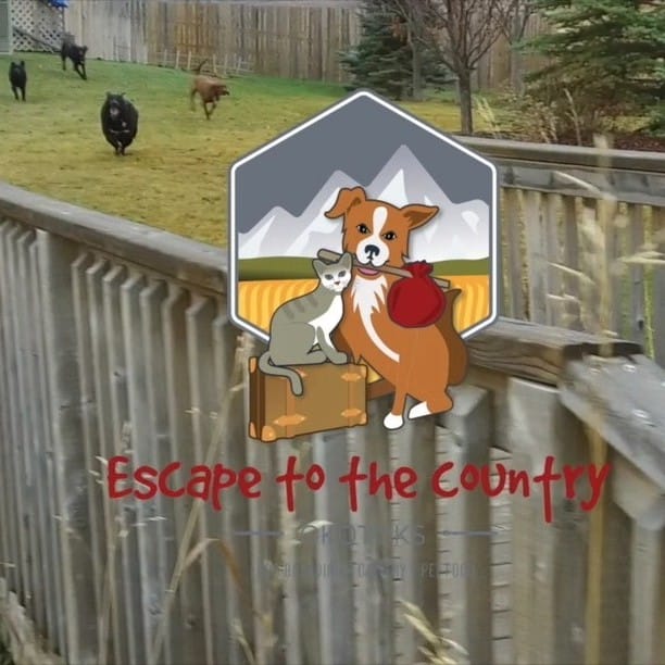Post 10 by Escape to the Country | Okotoks Kennels on Instagram (video)