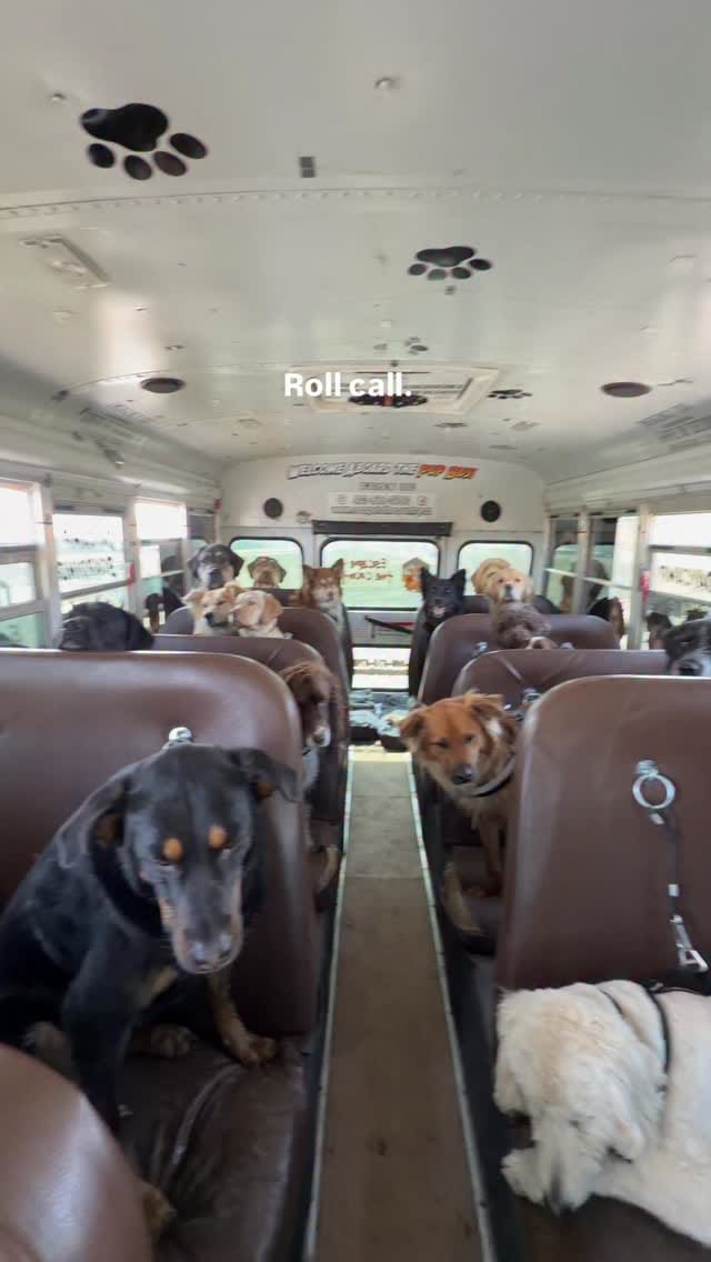 Post 7 by Escape to the Country | Okotoks Kennels on Instagram (video)