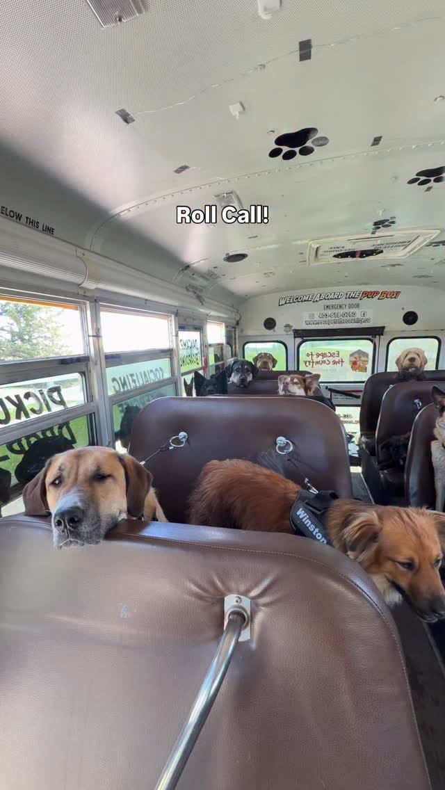 Post 4 by Escape to the Country | Okotoks Kennels on Instagram (video)