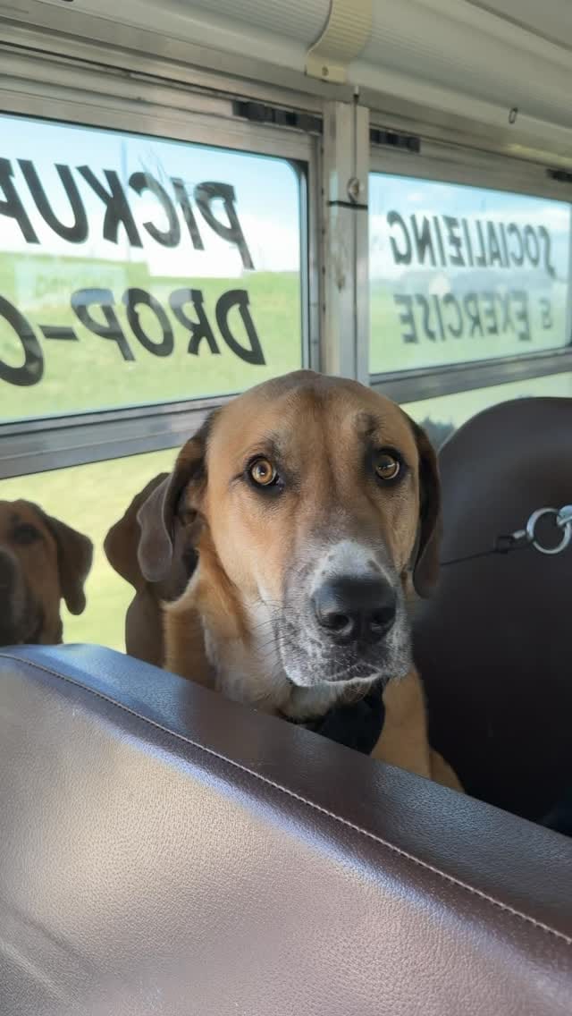 Post 3 by Escape to the Country | Okotoks Kennels on Instagram (video)