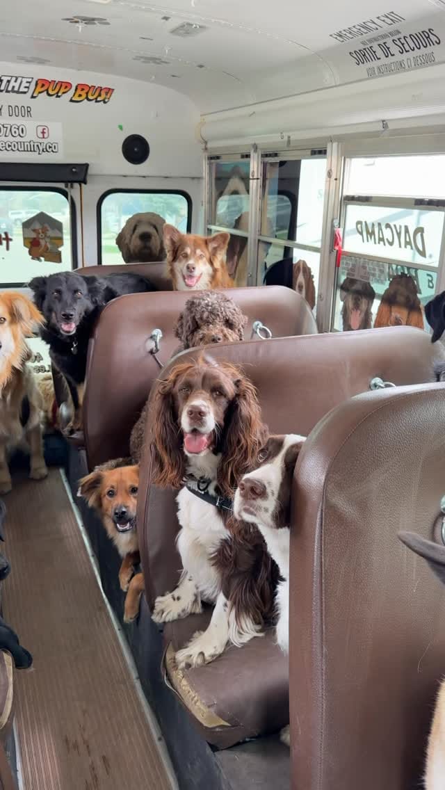 Post 6 by Escape to the Country | Okotoks Kennels on Instagram (video)