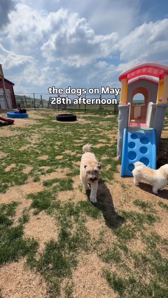 Post 1 by Escape to the Country | Okotoks Kennels on Instagram (video)