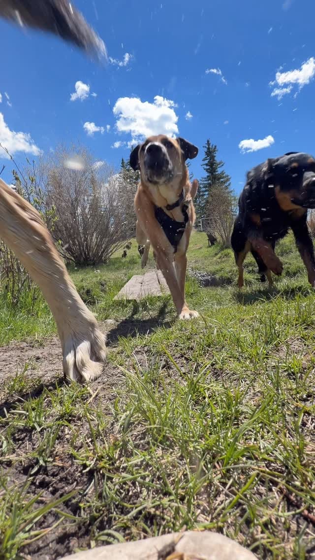Post 2 by Escape to the Country | Okotoks Kennels on Instagram (video)