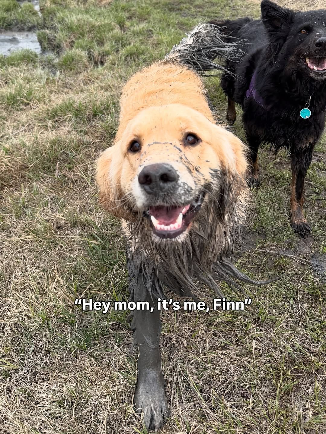 Post 9 by Escape to the Country | Okotoks Kennels on Instagram (carousel)