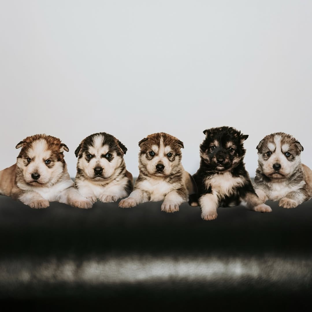 Post 4 by eryn & piper on Instagram (carousel)