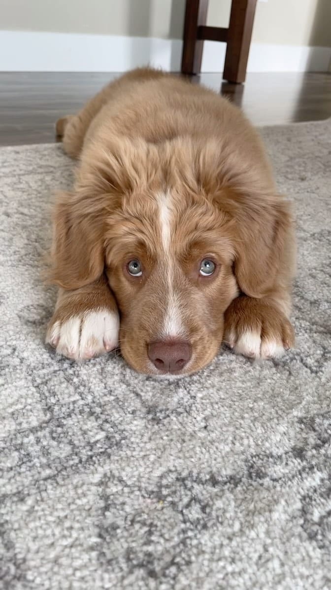 Post 4 by Jenna | Goose & Ada on Instagram (video)