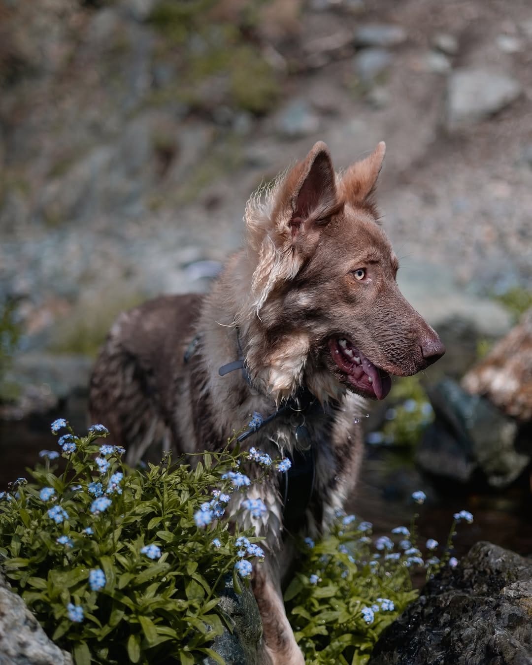 Post 6 by Jenna | Goose & Ada on Instagram (image)