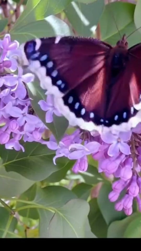 Post 8 by Leanne S Garden on Instagram (video)