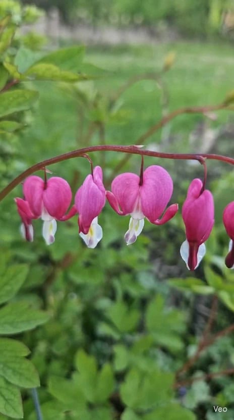 Post 2 by Leanne S Garden on Instagram (video)