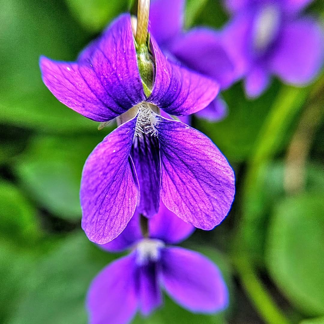Post 4 by Leanne S Garden on Instagram (image)