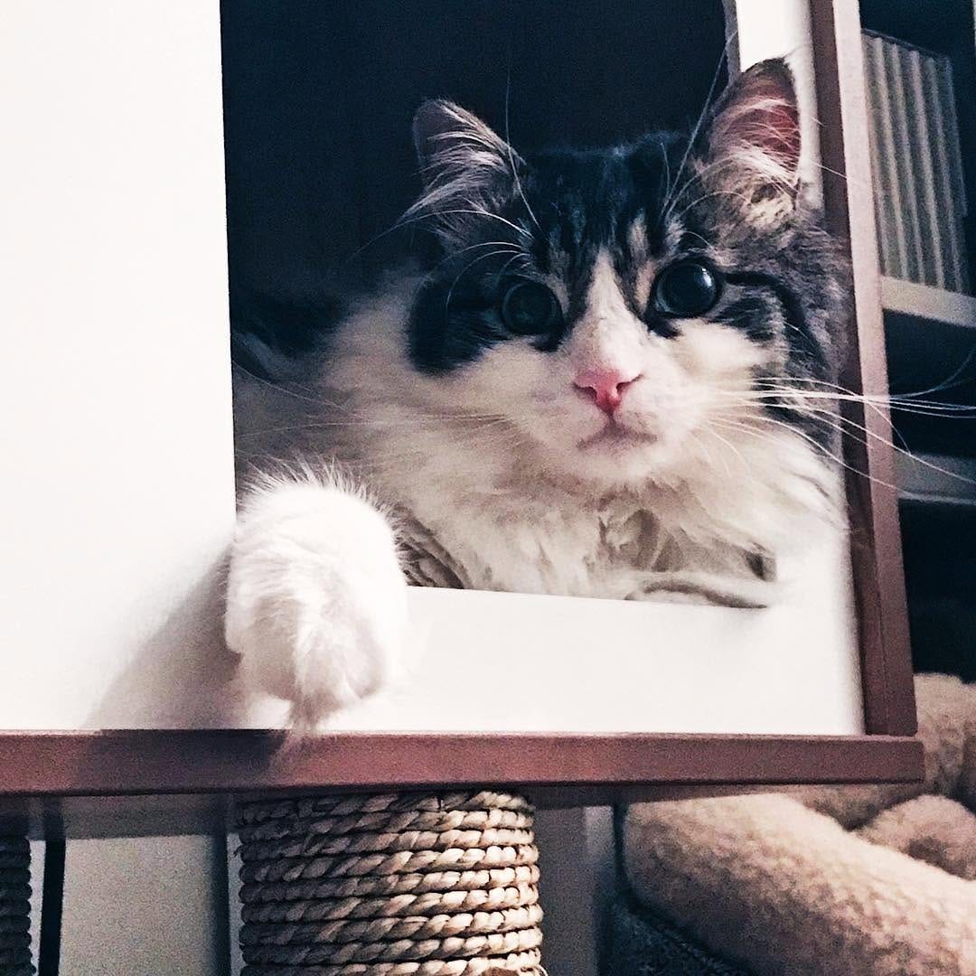 Post 1 by Muni, Rajah, Kali & Bruce චᆽච on Instagram (image)