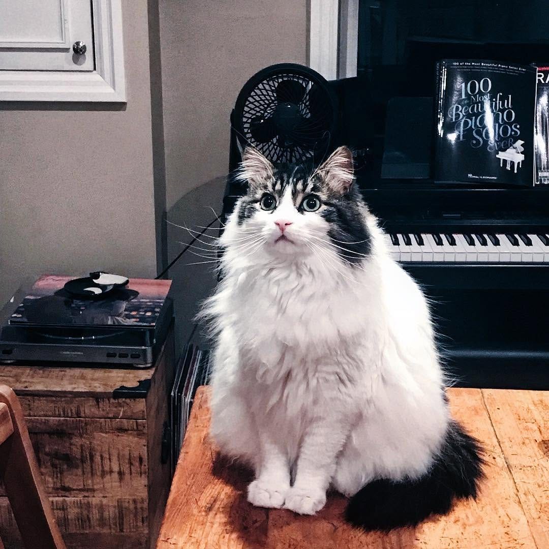 Post 6 by Muni, Rajah, Kali & Bruce චᆽච on Instagram (image)