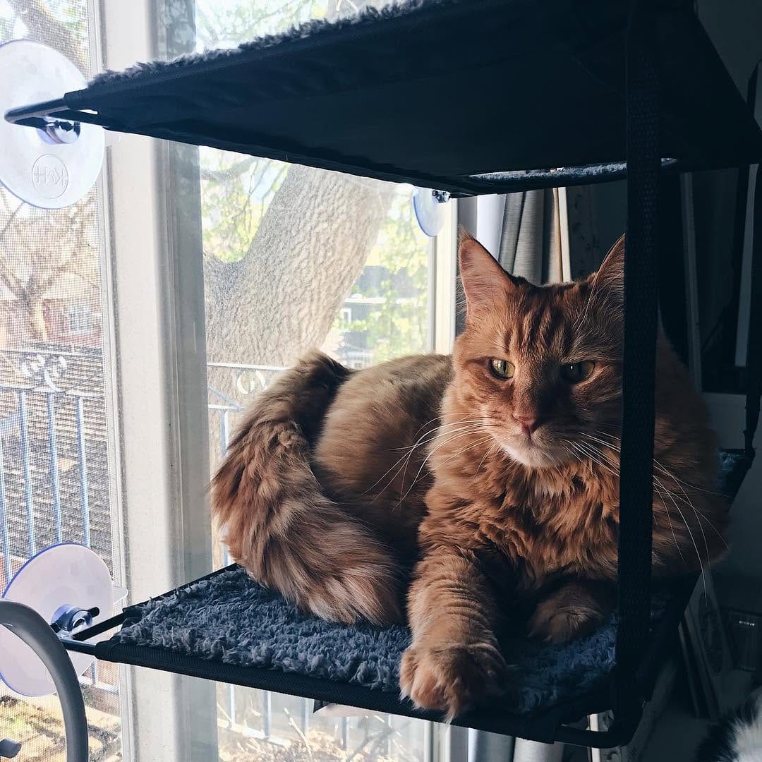 Post 4 by Muni, Rajah, Kali & Bruce චᆽච on Instagram (image)