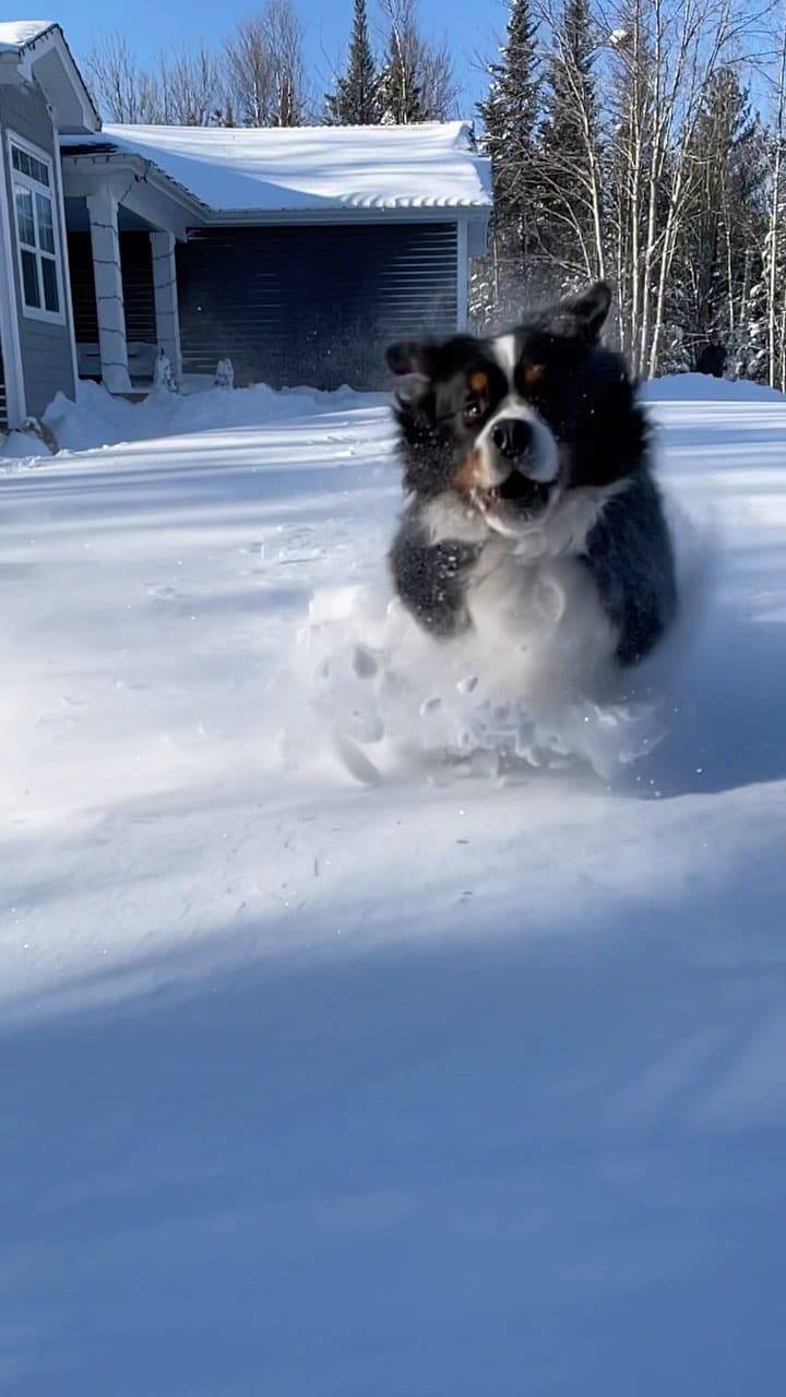 Post 9 by The Adventures Of Lucy & Finn on Instagram (video)