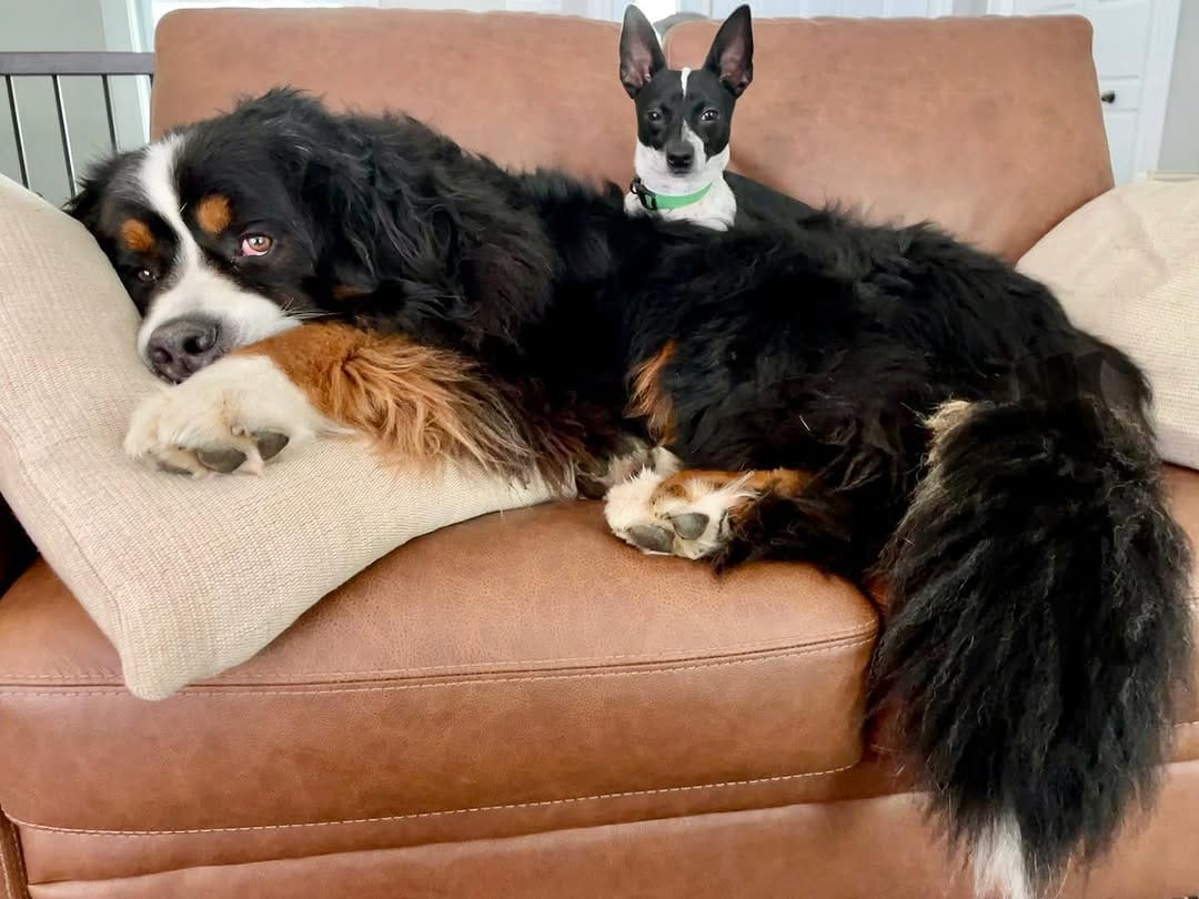 Post 4 by The Adventures Of Lucy & Finn on Instagram (carousel)