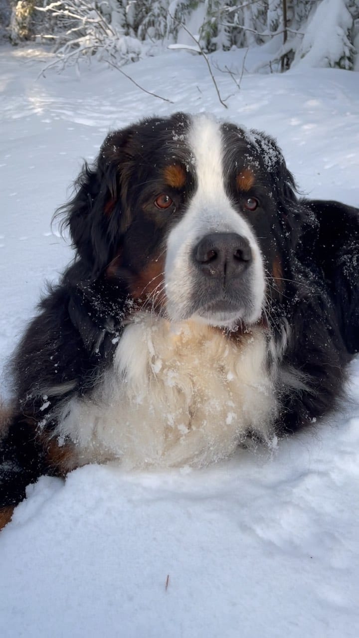 Post 2 by The Adventures Of Lucy & Finn on Instagram (video)