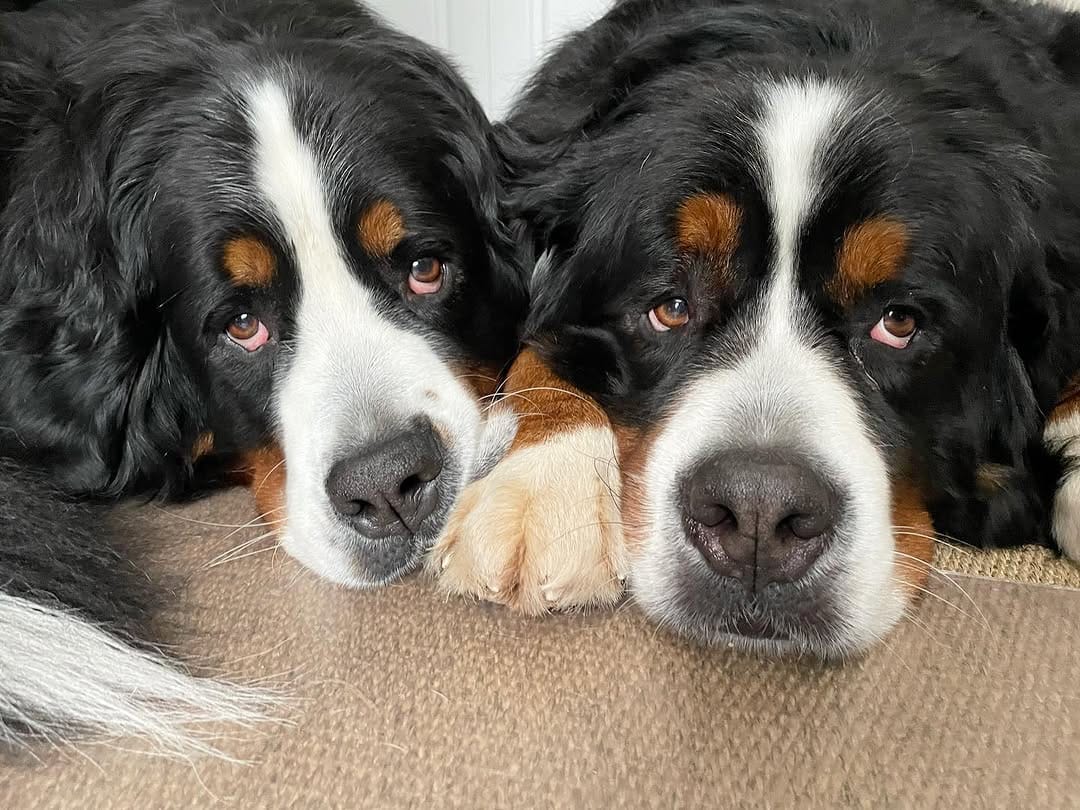 Post 6 by The Adventures Of Lucy & Finn on Instagram (carousel)