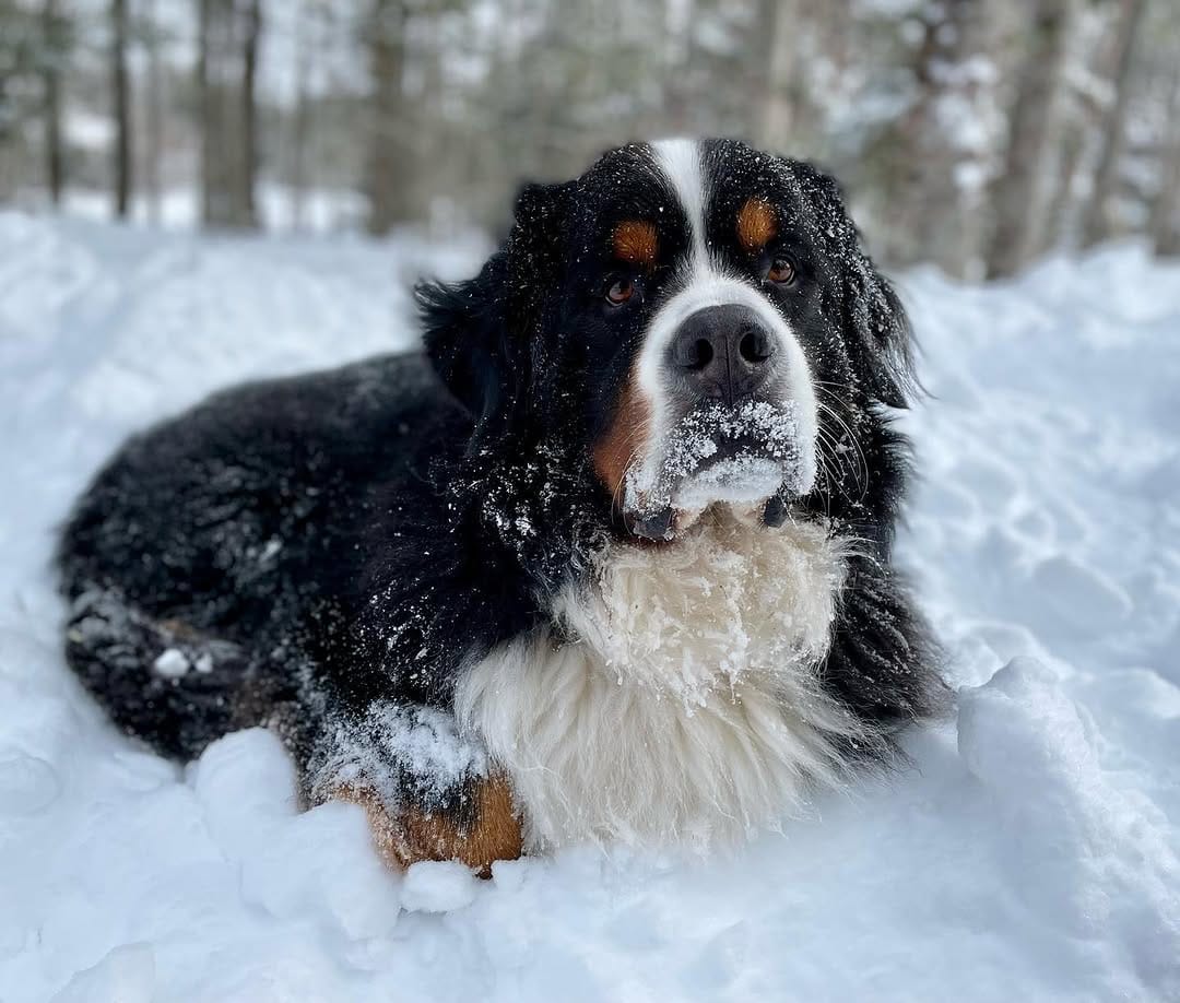 Post 5 by The Adventures Of Lucy & Finn on Instagram (image)
