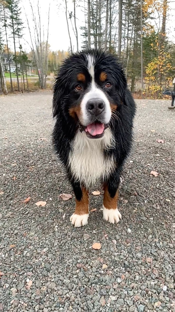 Post 7 by The Adventures Of Lucy & Finn on Instagram (video)
