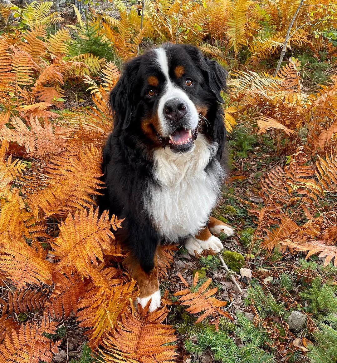Post 3 by The Adventures Of Lucy & Finn on Instagram (image)