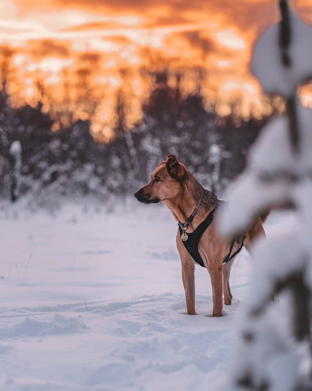Post 5 by Valérie | Zola, Wally and Tiny Tim on Instagram (image)