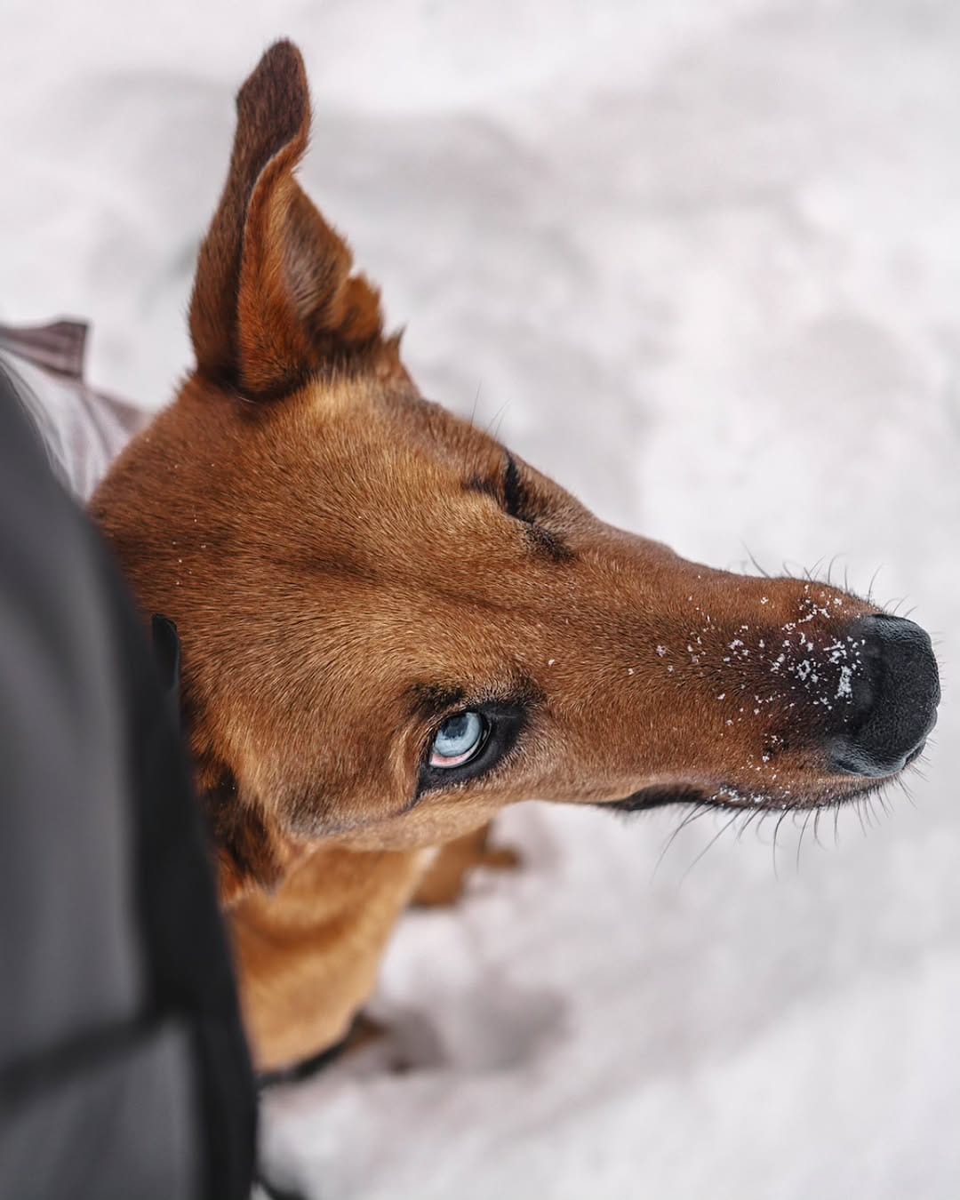 Post 9 by Valérie | Zola, Wally and Tiny Tim on Instagram (image)