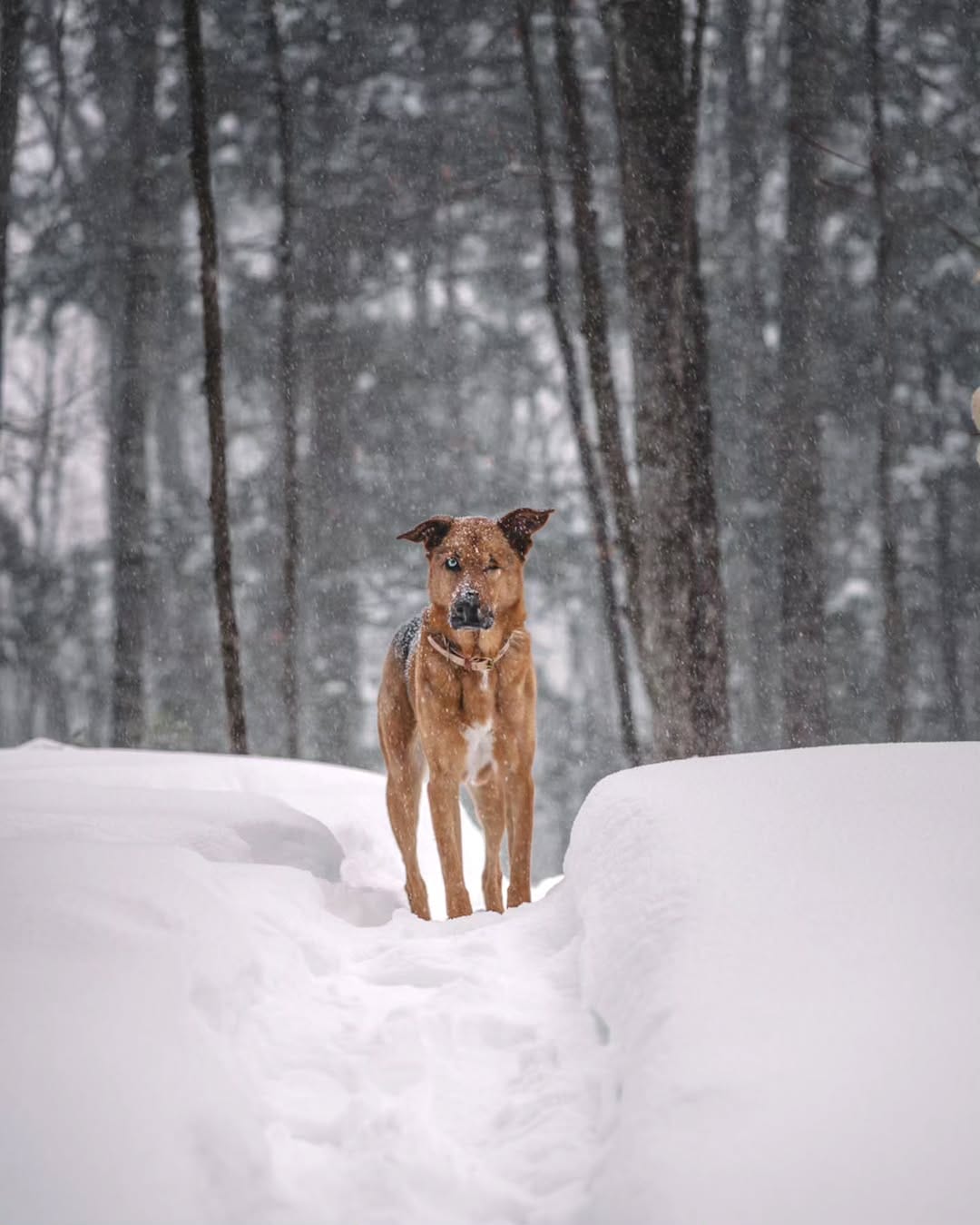 Post 10 by Valérie | Zola, Wally and Tiny Tim on Instagram (image)