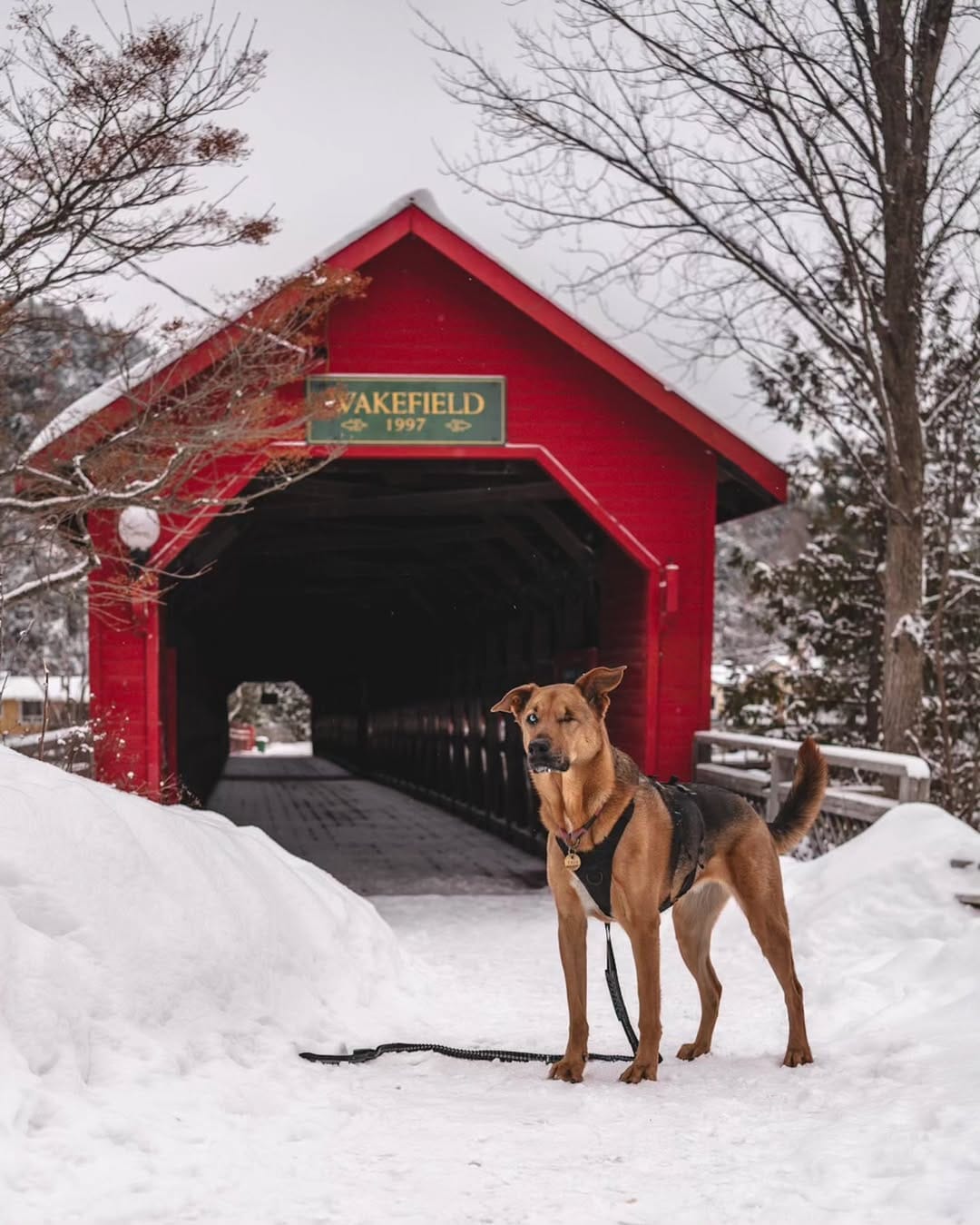 Post 8 by Valérie | Zola, Wally and Tiny Tim on Instagram (carousel)