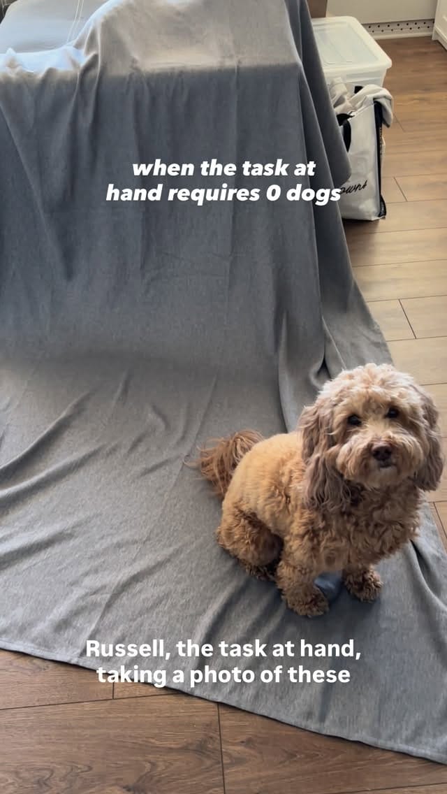 Post 2 by Russ 🐾 & Morgan 👋🏼 on Instagram (video)