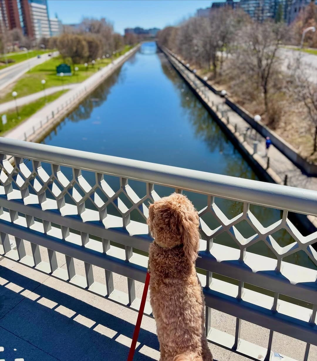 Post 5 by Russ 🐾 & Morgan 👋🏼 on Instagram (image)
