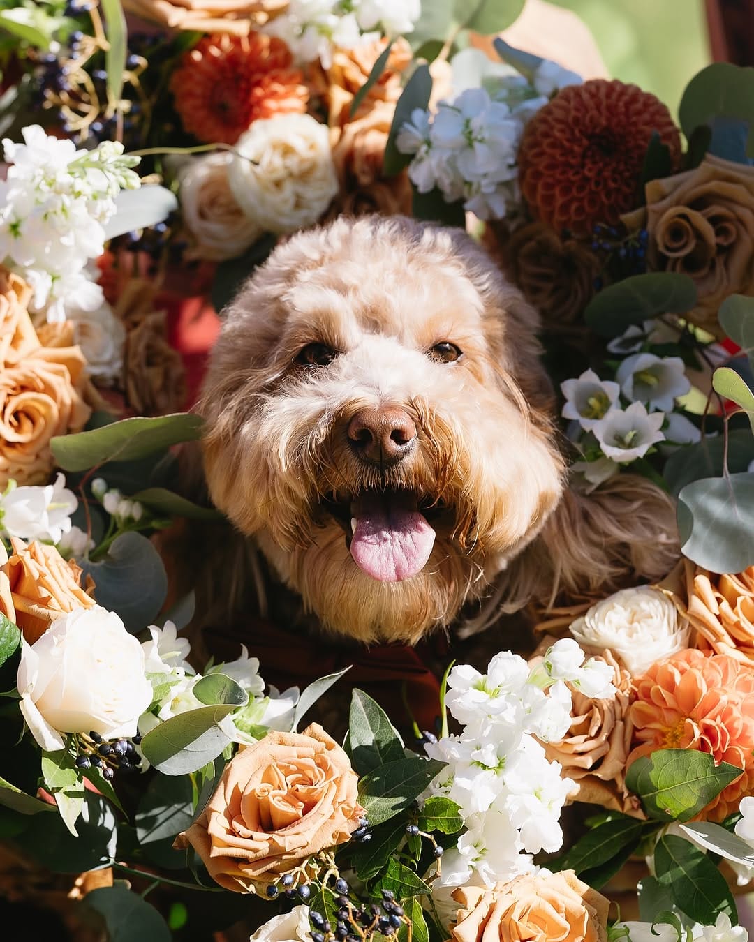 Post 8 by Russ 🐾 & Morgan 👋🏼 on Instagram (carousel)