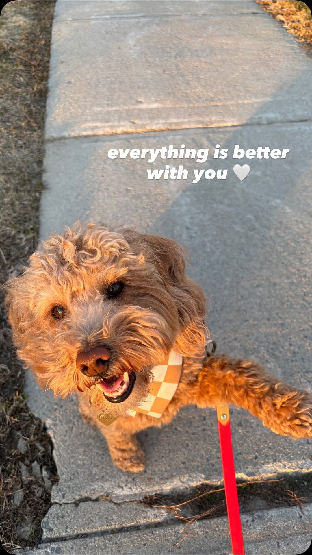 Post 6 by Russ 🐾 & Morgan 👋🏼 on Instagram (video)