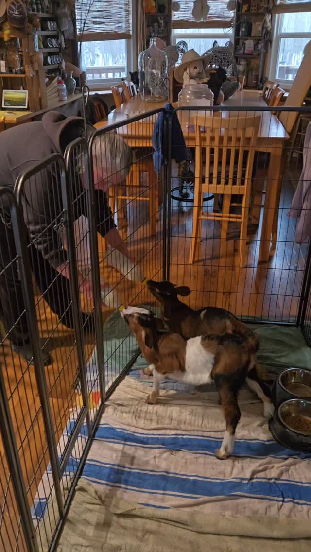 Post 8 by The 10 Acre Woods on Instagram (video)