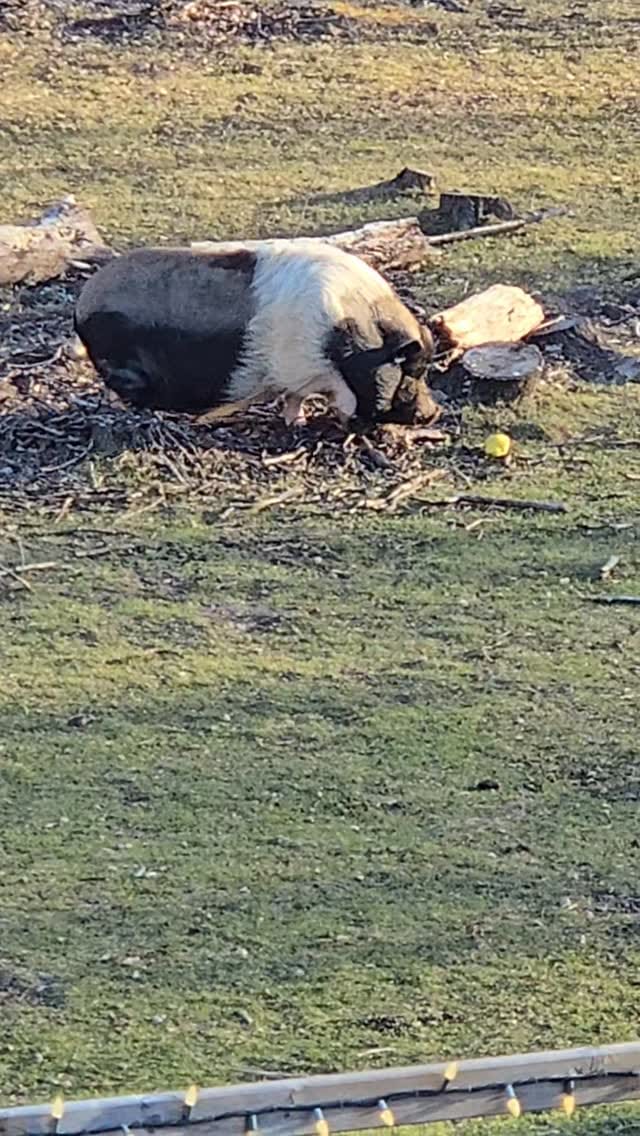 Post 3 by The 10 Acre Woods on Instagram (video)