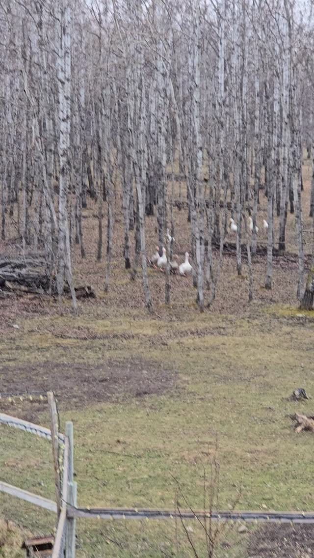 Post 4 by The 10 Acre Woods on Instagram (video)