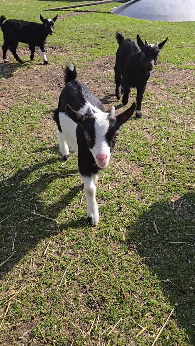 Post 2 by The 10 Acre Woods on Instagram (video)