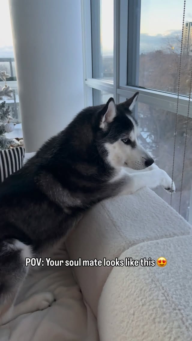 Post 7 by Leo on Instagram (video)