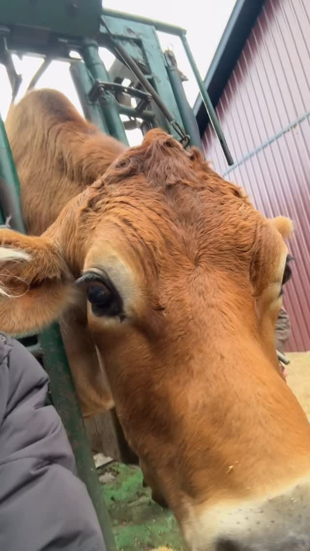 Post 6 by Coveted Canines and Creatures on Instagram (video)