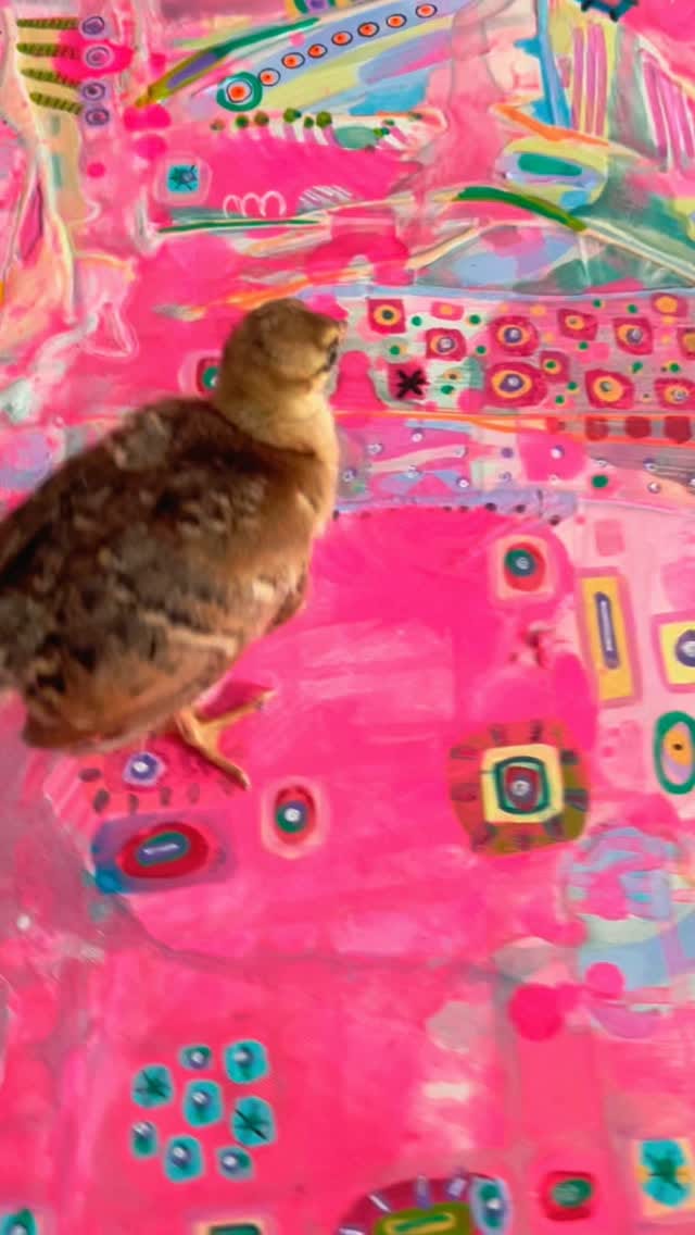 Post 9 by Coveted Canines and Creatures on Instagram (video)