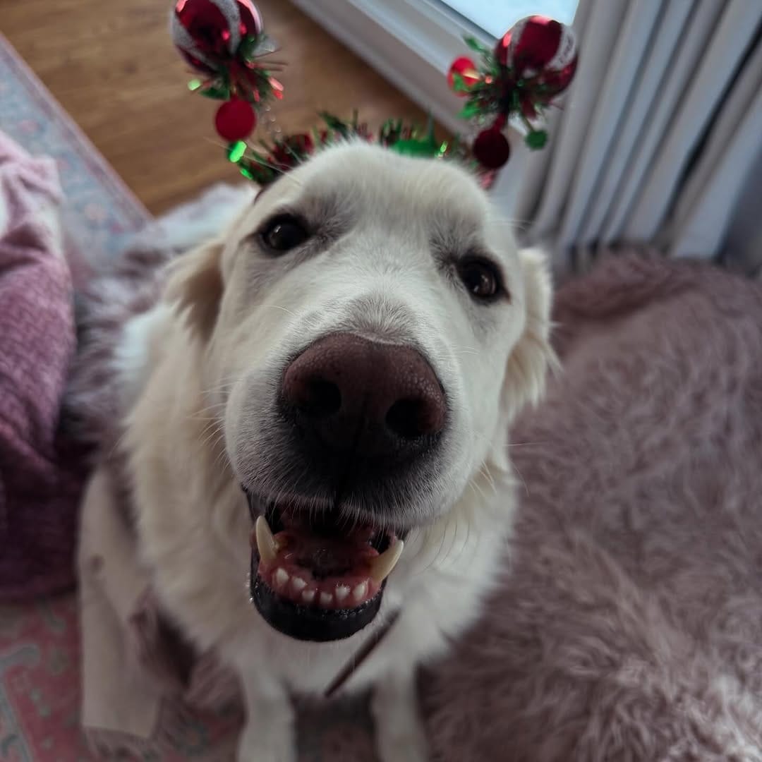 Post 3 by Coveted Canines and Creatures on Instagram (image)