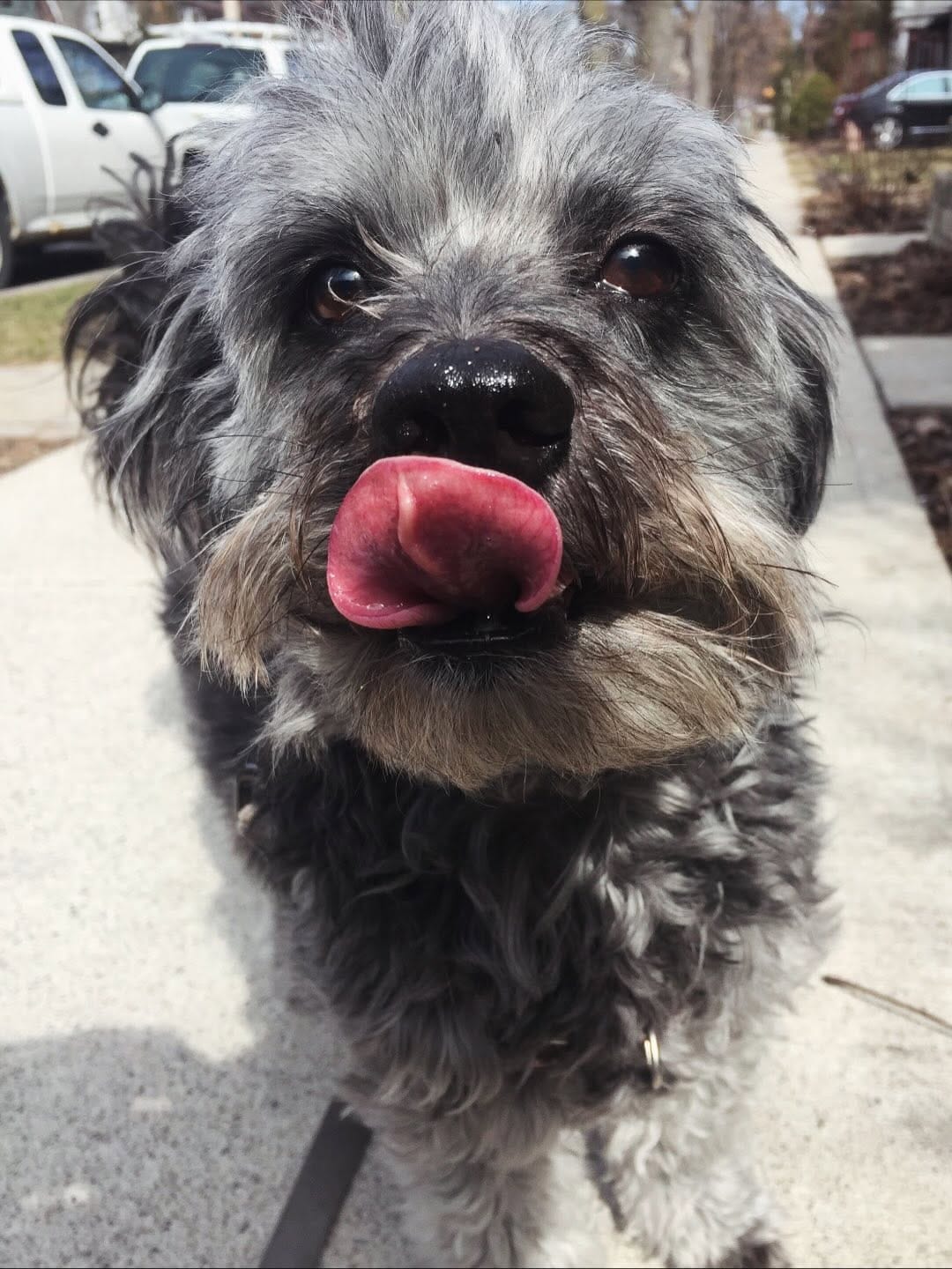 Post 5 by Coveted Canines and Creatures on Instagram (carousel)