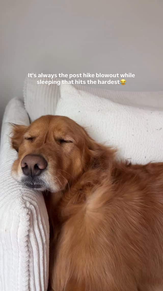 Post 10 by Bentley 🌶️ on Instagram (video)