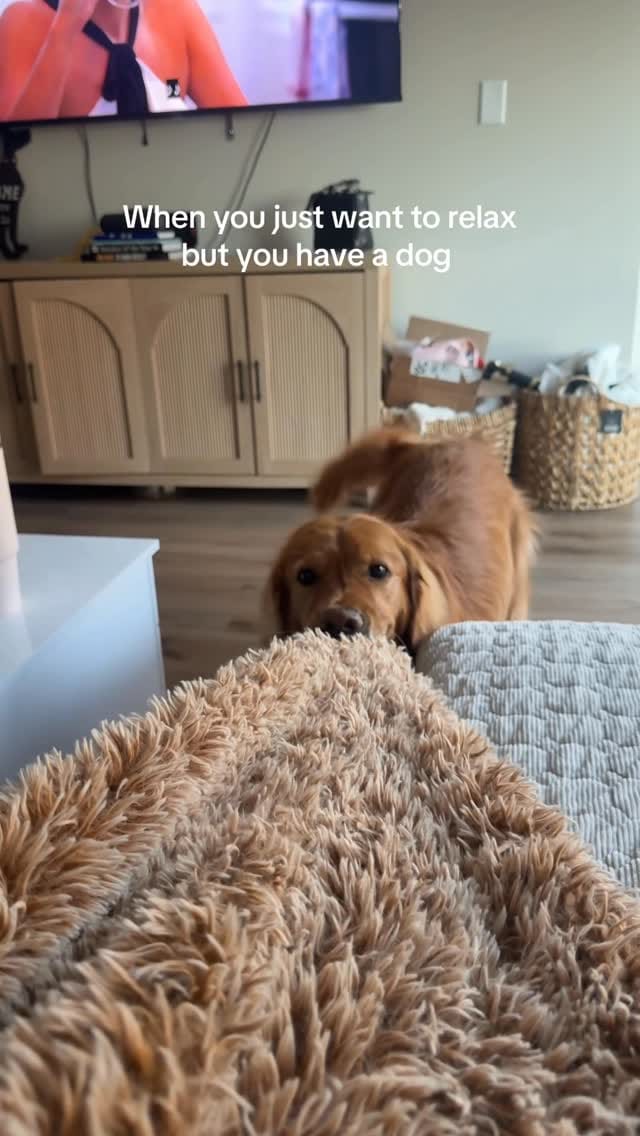 Post 4 by Bentley 🌶️ on Instagram (video)