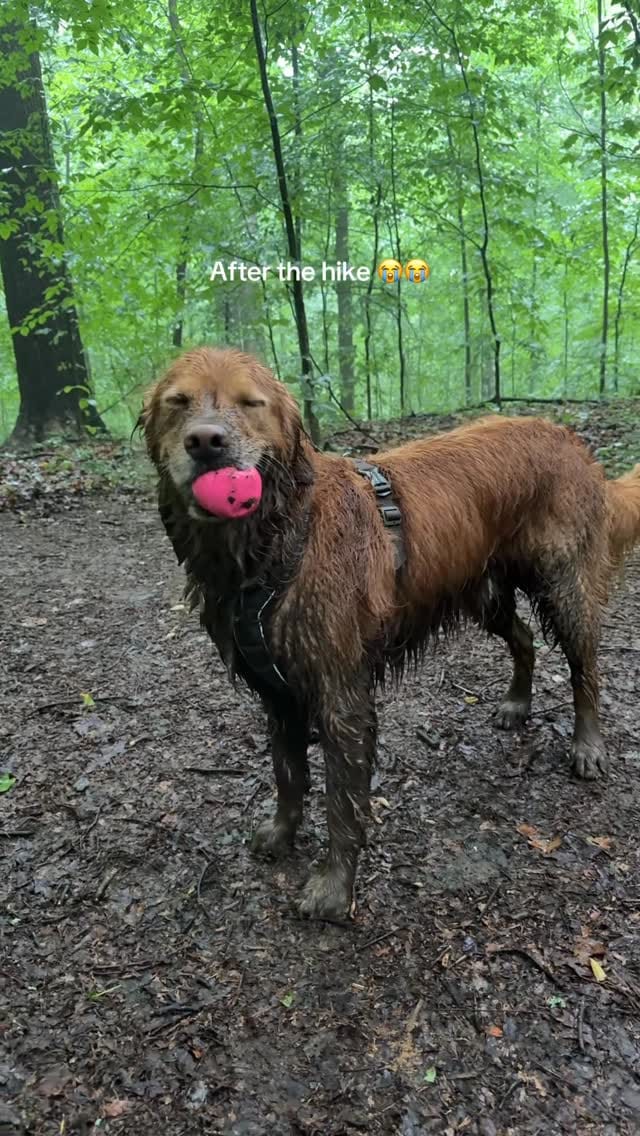 Post 7 by Bentley 🌶️ on Instagram (video)