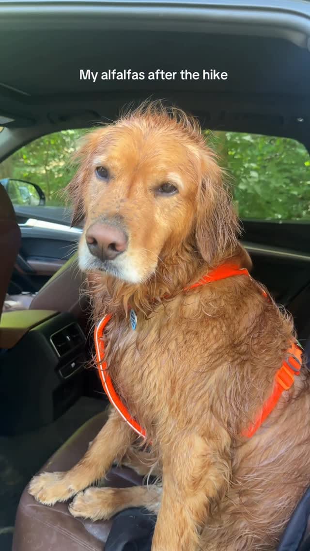 Post 9 by Bentley 🌶️ on Instagram (video)