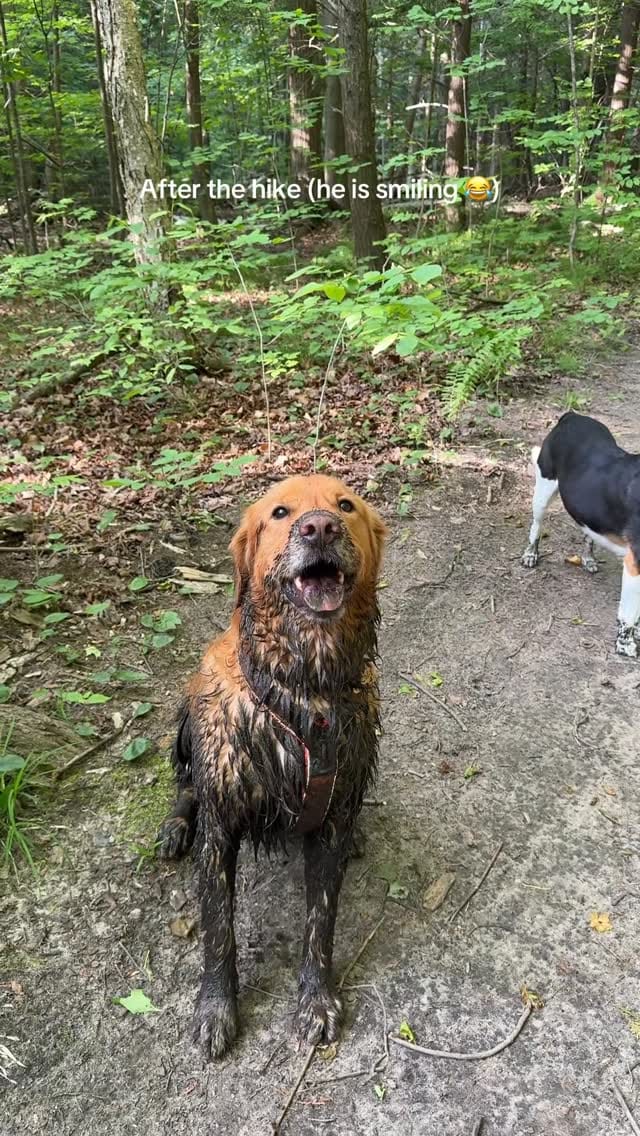Post 5 by Bentley 🌶️ on Instagram (video)